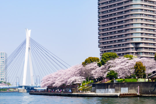 Landscape Sumida River In Japan Tokyo