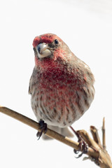 Male House Finch in the Sun