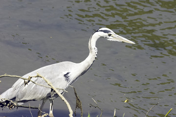 Wild grey heron (Ardea cinerea) on hunt in the River Thames - Richmond upon Thames, United Kingdom