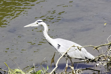 Wild grey heron (Ardea cinerea) on hunt in the River Thames - Richmond upon Thames, United Kingdom