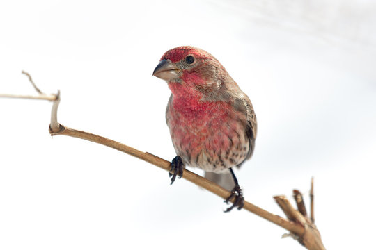 Male House Finch in the Sun