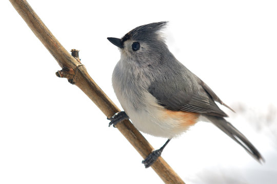 Tufted Titmouse