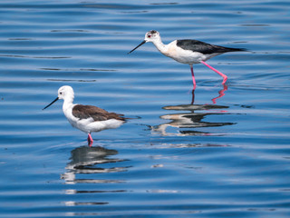 Black-winged stilt water blue background in the nature, Portugal