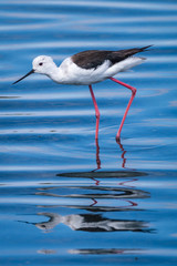 Black-winged stilt water blue background in the nature, Portugal