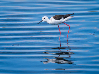 Black-winged stilt water blue background in the nature, Portugal