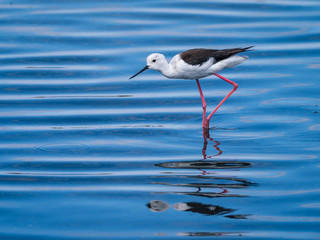 Black-winged stilt water blue background in the nature, Portugal