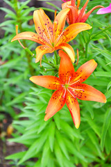Garden Lily yellow-orange color In the flecked