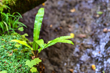 Small green fern in forest close