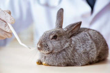 Vet doctor checking up rabbit in his clinic