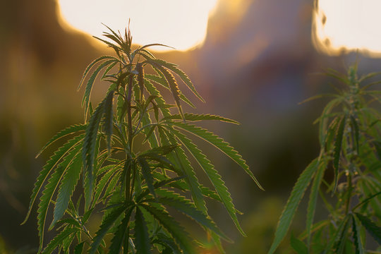 Wild hemp. Close-up. Young green plant