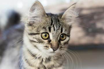beautiful grey kitten sitting on the boards