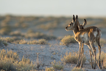 Pronghorn Fawns at Sunset in Utah Desert