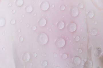 Water droplets on the flower petals macro. Natural phenomena.