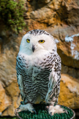 Owl stares at the victim.