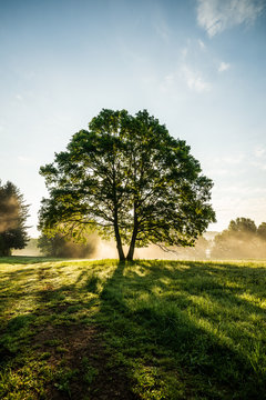 Baum im Licht