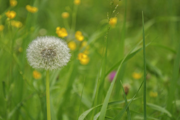 Soft focus Dandelion on green meadow