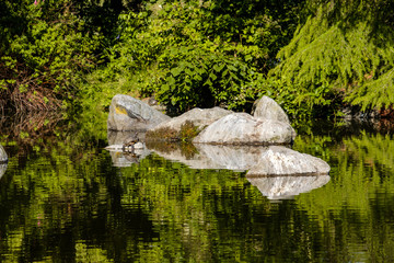 big grey rock in the pond against green bushes under the sun with reflection on the water surface