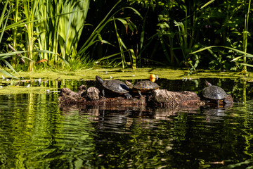 three turtles sun tanning on a floating wood in the pond.