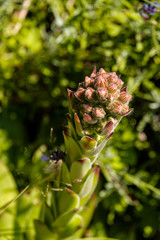 tiny pink flowers grow out of green cactus under the sun