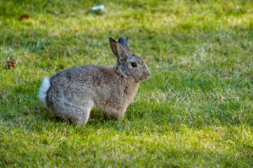 Naklejka na ściany i meble brown rabbit with white tail standing on the green grass.