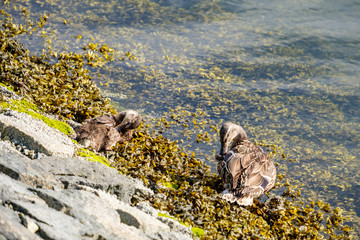 two female duck cleaning their feather under the sun on the river bank