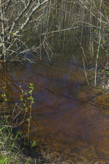 Obraz na płótnie Canvas Black pond in the spring forest