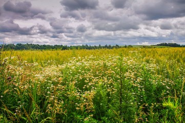 Полюшко, поле