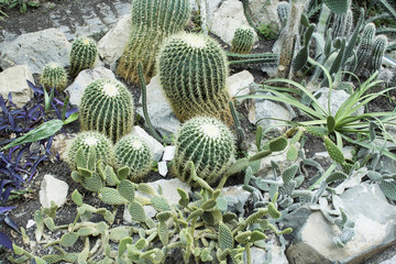 Botanical Garden, Cactuses