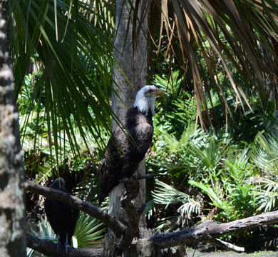 Grand Eagle Posing for Pictures