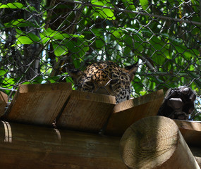 Leopard in Hiding 