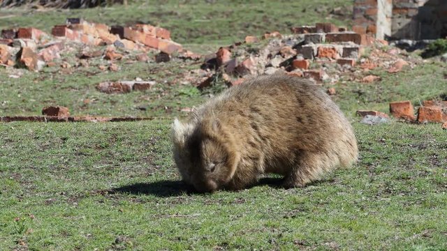 Vombatus ursinus - Common Wombat eating grass in Tasmania, Australia