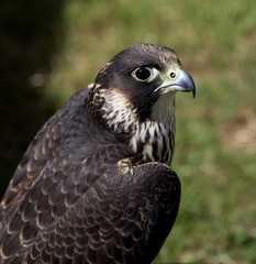 Peregrine Falcon Head View Close Up