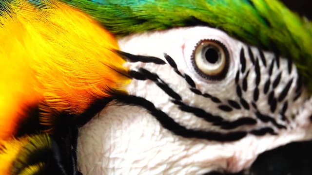 4K The eye blue and gold macaw
