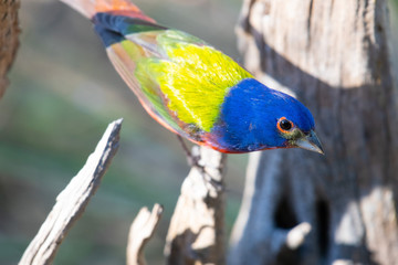painted bunting