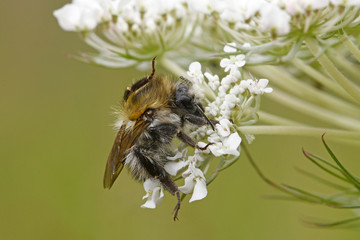 Wildbiene putzt sich auf einer Wilden Möhre sitzend