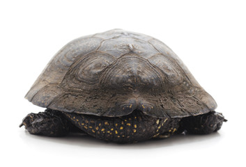 Obraz premium One beautiful turtle.