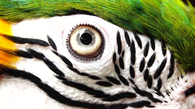 4K The eye blue and gold macaw