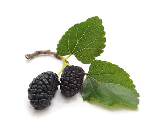 A mulberry with leaves.