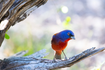rare hybrid bird