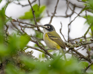 Black-capped Vireo