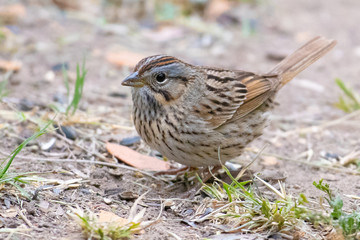 sparrow