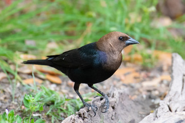 brown-headed cowbird