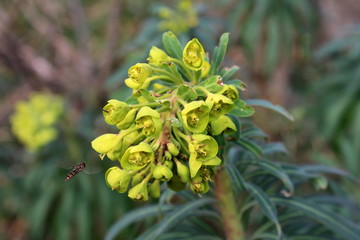Bells of Ireland or Shellflower or Moluccella laevis flower with bee flying next to it and dark green leaves in background on cold winter day