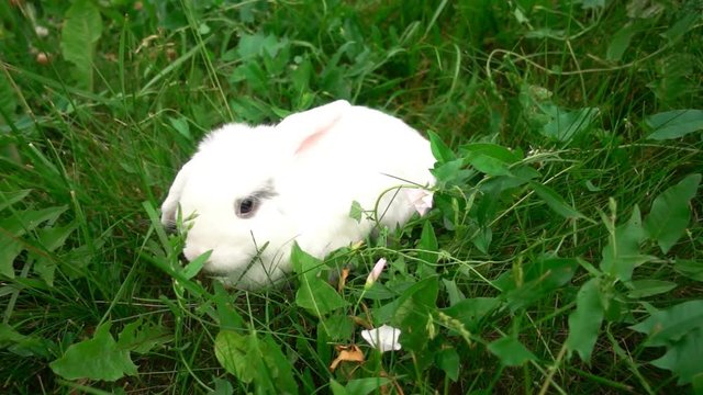 rabbit on green grass, white rabbit little rabbit, Little white bunny, slow motion
