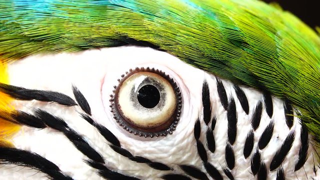 4K The eye blue and gold macaw