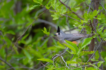 black-capped titmouse