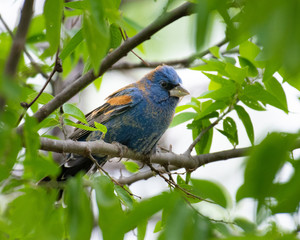bird