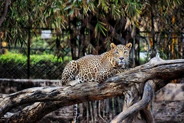 KILLER EYES OF LEOPARD