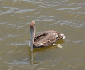 Pelican Posing for Camera