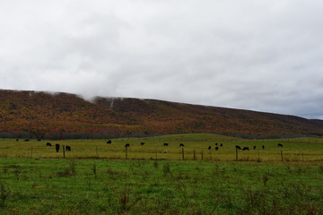 Cattle graze on cold dreary fall day